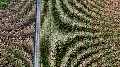 Aerial view of corn fields and a dirt road. Stock-Footage 160766945