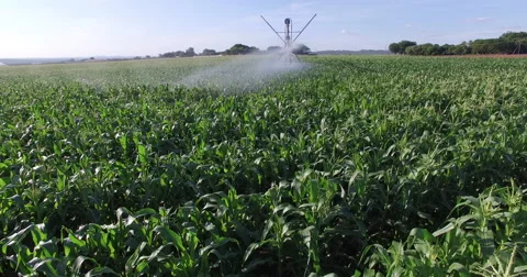 Aerial view of corn fields being irrigated with centre pivot system Stock Footage 61245106