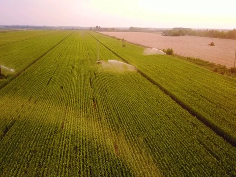 Aerial view of corn fields being irrigated . Stock Footage 78415299