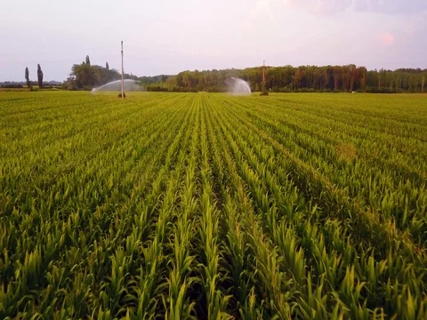 Aerial view of corn fields being irrigated . Stock Footage 78415315