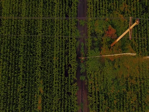 Aerial view of corn fields being irrigated . Stock Footage 78415715