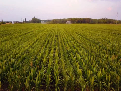 Aerial view of corn fields being irrigated . Stock Footage 78416024