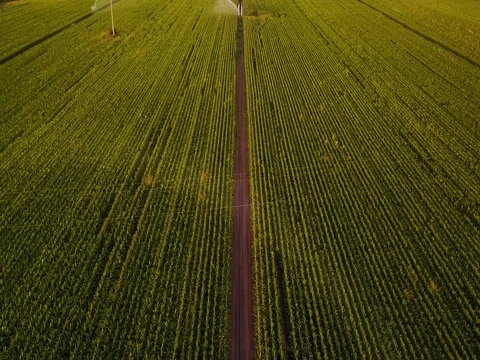 Aerial view of corn fields being irrigated . Stock Footage