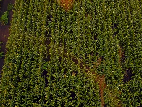 Aerial view of corn fields being irrigated . Stock Footage 78417217