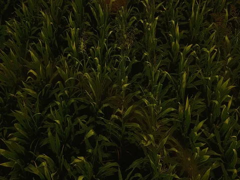 Aerial view of corn fields being irrigated . Stock Footage 78417706