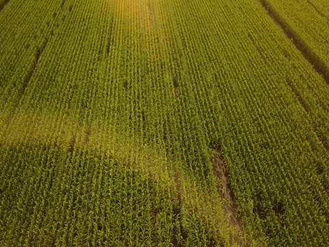 Aerial view of corn fields being irrigated . Stock Footage 78418015