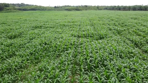 Aerial view of corn fields Stock Footage 143374394