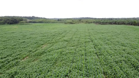 Aerial view of corn fields Stock Footage 143374436