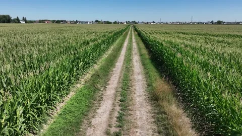 Aerial view of corn fields in Hombourg, France. Stock Footage 339635475