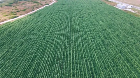 Aerial View at Corn Fields, Israel Stock Footage 162138407
