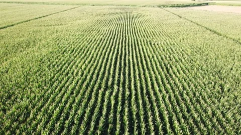 Aerial view of corn fields at the sunset. There is a pathway between the plants. Stock Footage 136515381