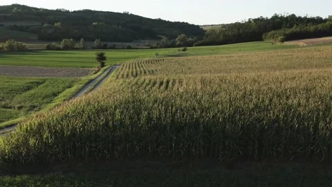 Aerial view of corn fields at sunset in Monferrato, Northern Italy. Stock Footage 139969269