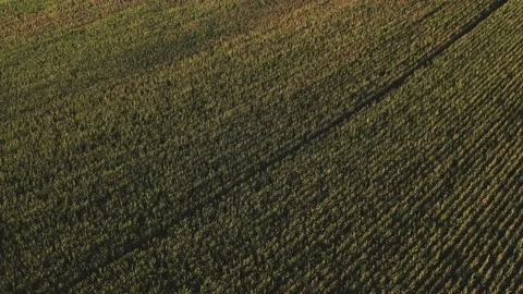 Aerial view of corn fields at sunset in Monferrato, Northern Italy. 動画素材 139969272