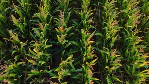 Aerial view of corn fields at sunset in the italian countryside. Concept of.. Stock Footage 250540921