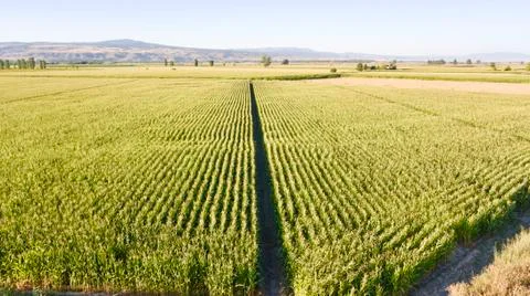 Aerial view of corn fields at the sunset. There is a pathway between the plants. 스톡 사진