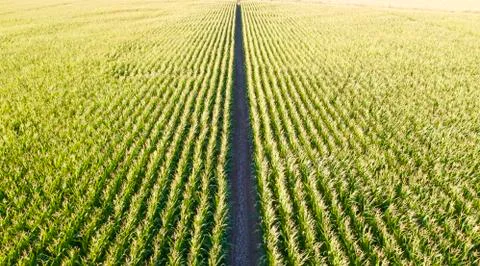 Aerial view of corn fields at the sunset. There is a pathway between the plants. Foto stock