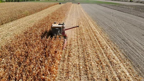 Aerial View Corn Harvest Stock Footage 97600511