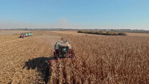 Aerial view of corn harvest Stock Footage 171568757