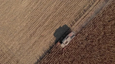 Aerial view of corn harvest Stock Footage 171568786