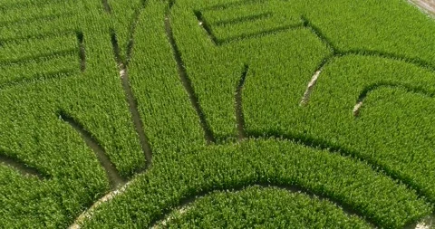 Aerial view of corn maze Video stock 136058435