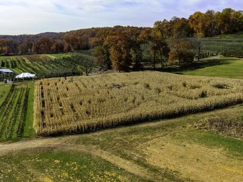 Aerial view of a corn maze Stock Photos