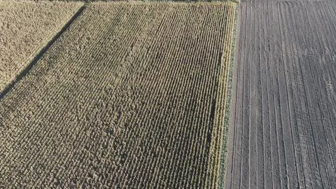 Aerial view of Corn Plants. Stock Photos
