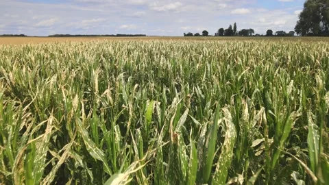 Aerial view corn plants wilting and dead after applying herbicide in cornfield Stock Footage 201271987