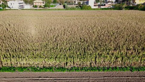 Aerial view of Corn stalk Stock Photos