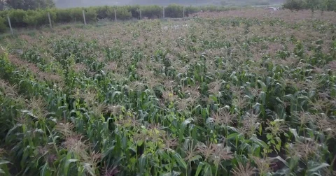 Aerial view cornfield. Camera just above the cornstalks. Stock Footage