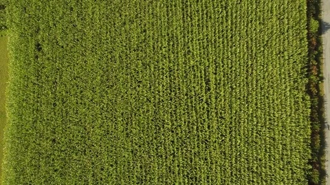 Aerial view of a cornfield Stock Footage 73702429