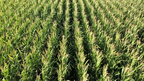 Aerial view of cornfield Stock Footage 293945720