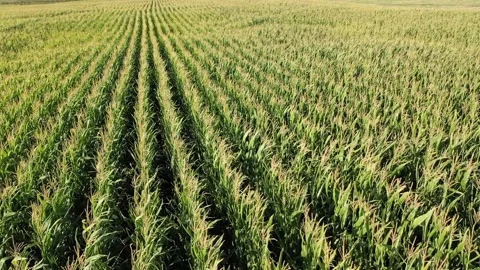 Aerial view of cornfield Stock Footage 293945790
