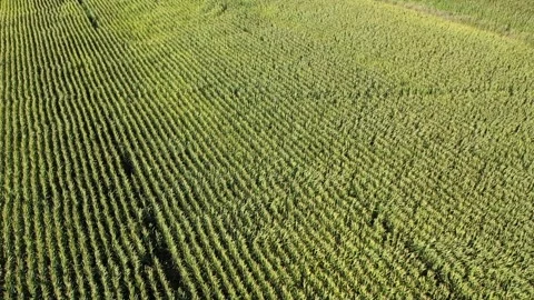 Aerial view of cornfield Stock Footage 293946007
