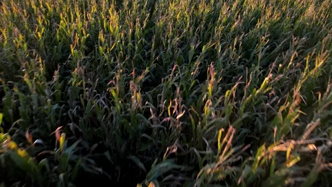 Aerial view of cornfield with long shadows. The Concept of Agriculture. Stock Footage 325907823