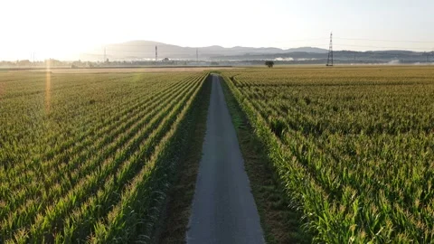 Aerial view of cornfield path in Hombourg, France. Stock Footage 340330299