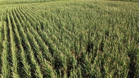 Aerial view of cornfield swaying in the wind Stock Footage 293945865