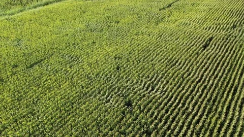 Aerial view of cornfield swaying in the wind Stock Footage 293945896