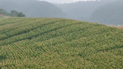 Aerial view of cornfield in West Java, Indonesia. Vídeos de archivo 338165678