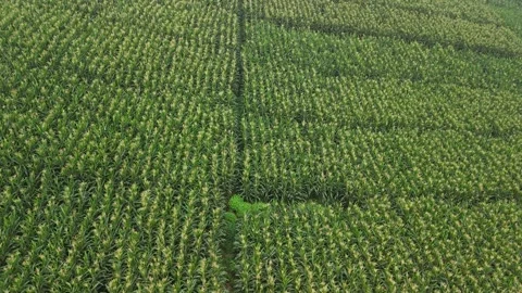 Aerial view of cornfield in West Java, Indonesia. Vídeos de archivo 338165713