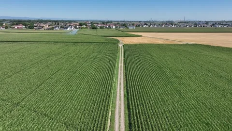 Aerial view of cornfields and dirt path in Hombourg, France. Stock Footage 339635425