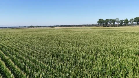 Aerial view of cornfields and power lines in Hombourg, France. Stock Footage 339632552