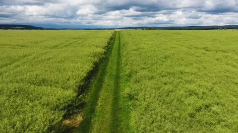 Aerial view of cornfields and tracks Stock-Footage 64293199
