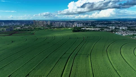 Aerial view of cornfields bordering the urban skyline of Ribeiro Preto, Brazi 動画素材 342357949