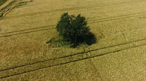 Aerial view of cornfields Video stock 64293956