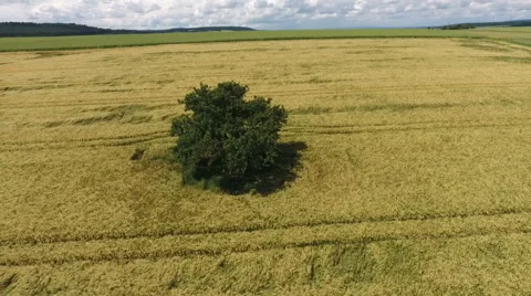 Aerial view of cornfields Видео 64294336
