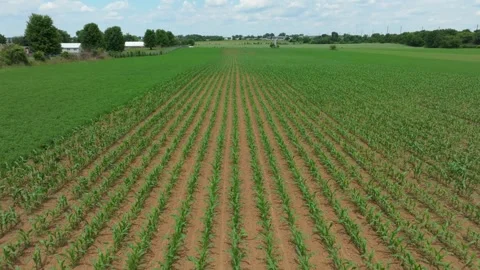 Aerial view of cornfields in Gordonville, United States. 動画素材 341955201