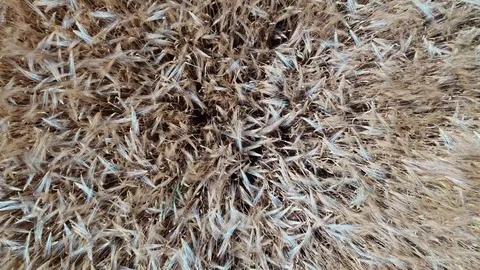 Aerial view of Cornfields landscape shot Stock Footage 91853102