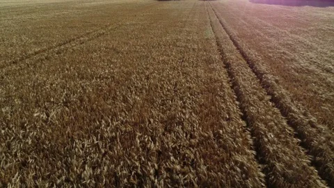 Aerial view of Cornfields landscape shot Stock Footage 91854274