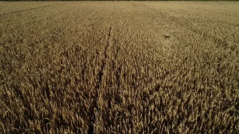 Aerial view of Cornfields landscape shot Stock Footage 91854390