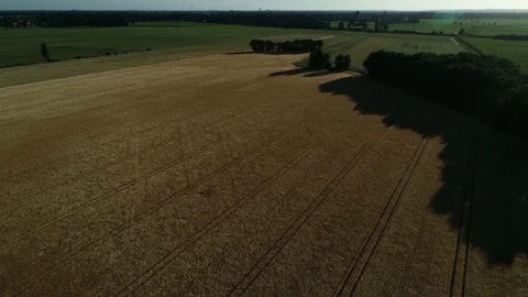 Aerial view of Cornfields landscape shot Video stock 91854566
